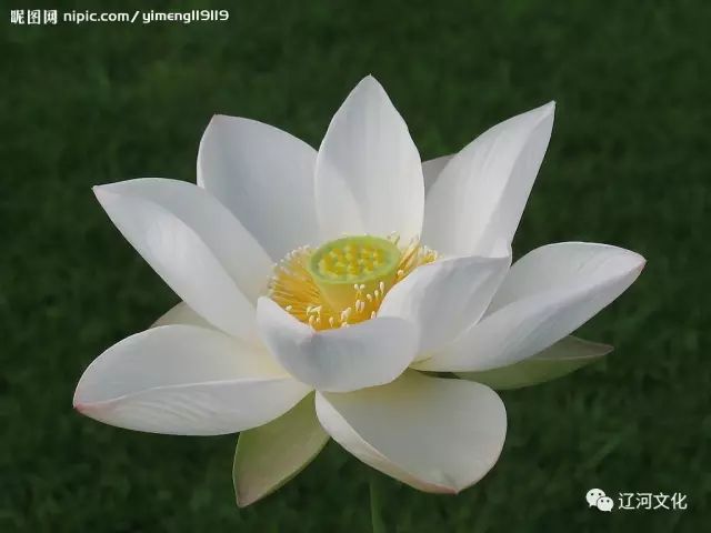 九莲花平面设计图片大全：绽放东方美学之韵