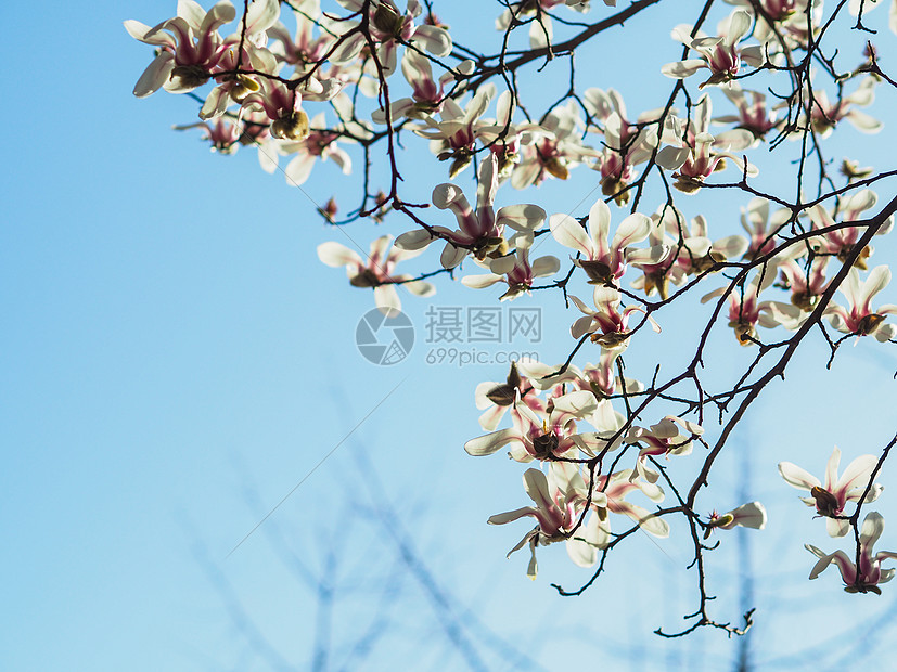 玉兰花平面设计：绽放的美丽，静默的诗篇